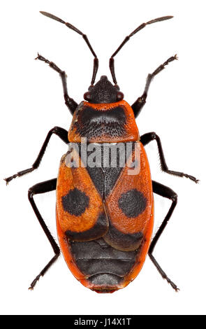 Die Firebug auf weißem Hintergrund - Pyrrhocoris Apterus (Linnaeus, 1758) Stockfoto