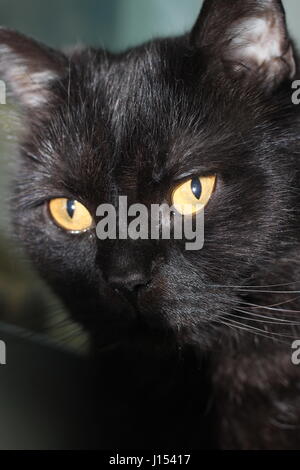 Niedliche Schnauze schwarze Katze mit gelben Augen Nahaufnahme Stockfoto