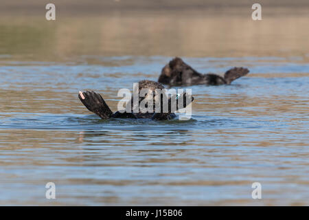 Flipper Tags helfen Forschern, die einzelnen und die allgemeine Gesundheit der Bevölkerung des südlichen Seeotter (Enhydra Lutris) zu überwachen. Stockfoto