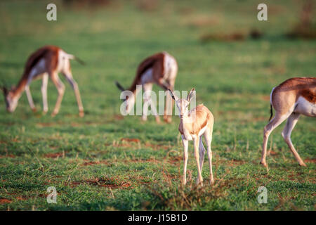 Baby-Springbok Darsteller in die Kamera in den Etosha Nationalpark, Namibia. Stockfoto