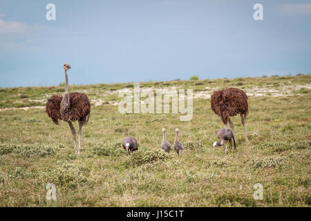 Familie der blau-Krane mit zwei Strauße in den Etosha Nationalpark, Namibia. Stockfoto