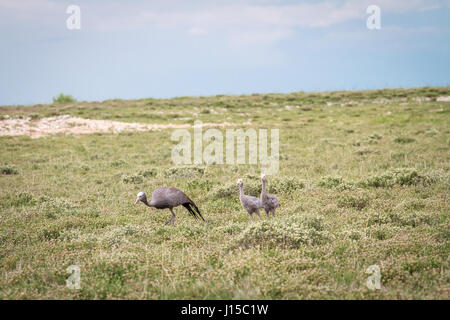 Familie der blau-Krane in der Etosha Nationalpark, Namibia. Stockfoto