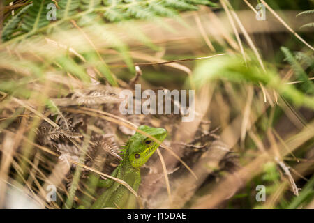 Green Garden Lizard, Sinharaja Forest (Sri Lanka) Stockfoto