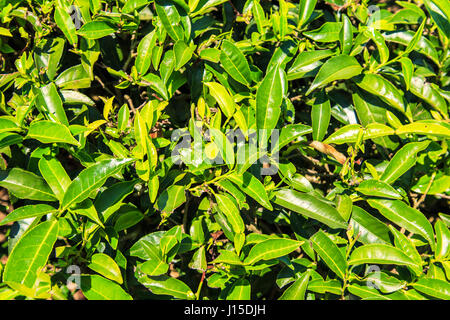 Tee-Plantagen in Munnar, Kerala, Indien. Atemberaubende Aussicht auf grünen Hügeln mit blauem Himmel. Stockfoto
