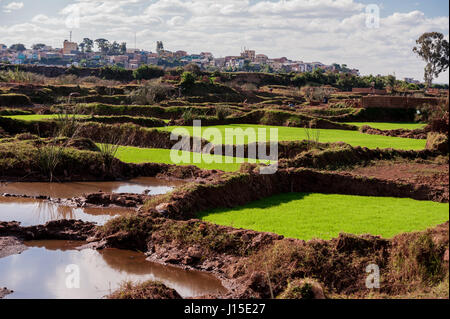 Reisfelder in der Hauptstadt Antananarivo Stockfoto