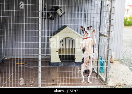 Nahaufnahme von Hund Bulldog in einem Käfig. Stockfoto