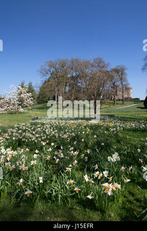 Cholmondeley Schlossgärten. Frühling auf Narzissen in voller Blüte im Cholmondeley Castle Gardens. Stockfoto