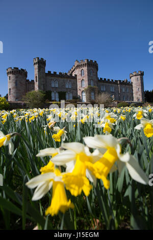 Cholmondeley Schlossgärten. Frühling auf Narzissen in voller Blüte im Cholmondeley Castle Gardens. Stockfoto