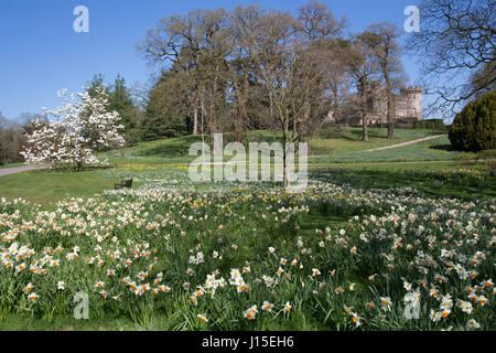 Cholmondeley Schlossgärten. Frühling auf Narzissen in voller Blüte im Cholmondeley Castle Gardens. Stockfoto