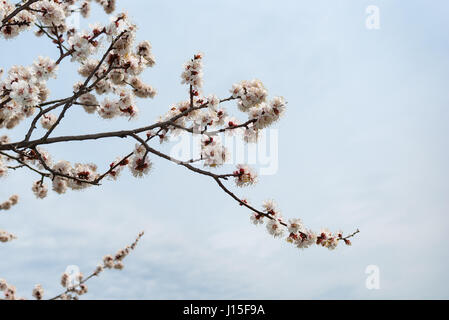 Blühende Zweige der Aprikosenbaum unter bewölkten Frühlingshimmel Stockfoto
