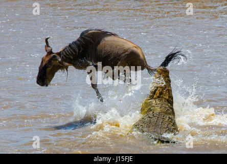 Krokodile greifen Gnus im Mara-Fluss an. Hervorragende Migration. Kenia. Tansania. Masai Mara Nationalpark. Stockfoto