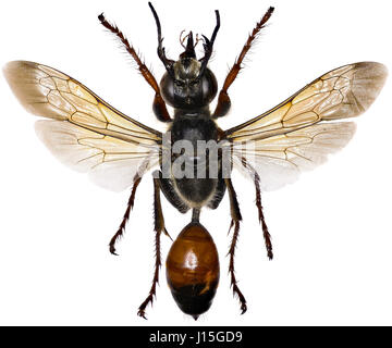 Gold Digger Wespe auf weißem Hintergrund - Sphex Funerarius (Gussakovskij, 1934) Stockfoto