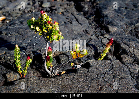 Eine grüne Pflanze wächst zwischen schwarzen Lavafelsen im Hawaii Volcanoes National Park auf Big Island, Hawaii, USA. Stockfoto