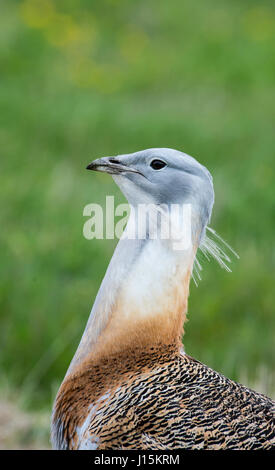 Die Großtrappe (Otis Tarda). Kopf eines Mannes. Stockfoto