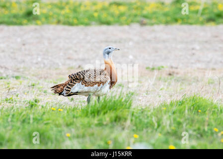 Die Großtrappe (Otis Tarda), Männlich Stockfoto