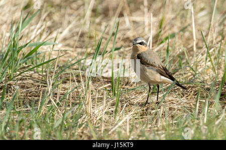 Nördlichen Steinschmätzer (Oenanthe Oenanthe). Männchen während der Mauser in Zucht Gefieder. Die Art ist in der Regel einfach als "Steinschmätzer" bekannt. Stockfoto