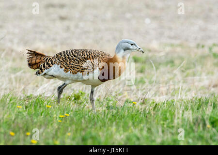 Die Großtrappe (Otis Tarda) Stockfoto