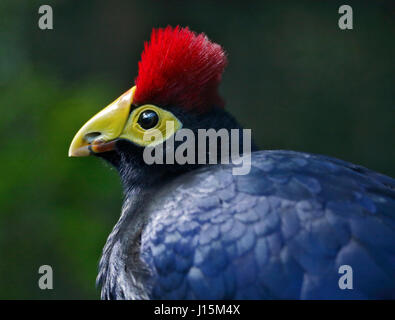 Frau Ross' Turaco (Musophaga Rossae) Stockfoto