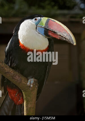 Rot in Rechnung gestellt Toucan (Ramphastos Tucanus) Stockfoto