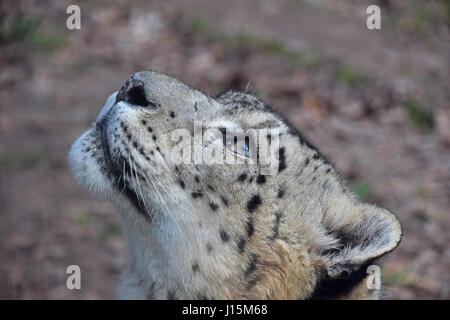 Bis Seite Profilbildnis von männlichen Schneeleoparden (oder Unze, Panthera Uncia) Nachschlagen von Kamera, schließen Sie niedrigen Winkel Ansicht Stockfoto