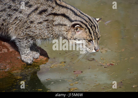 Fischen-Katze (Prionailurus Viverrinus) jagen und Fische im Wasser, hohe Winkel Seitenansicht beobachten Stockfoto