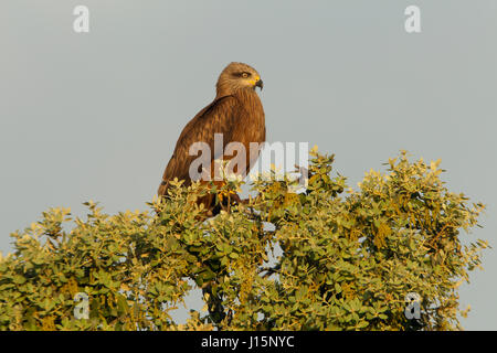 Milvus migrans Stockfoto