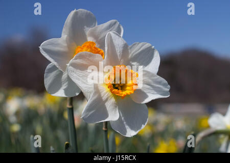 Narzissen in voller Blüte an einem sonnigen Frühlingsmorgen Stockfoto