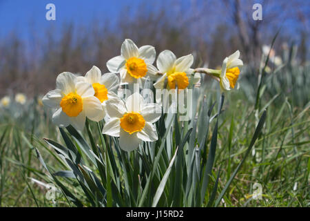 Narzissen in voller Blüte an einem sonnigen Frühlingsmorgen Stockfoto