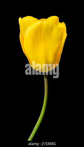 Nahaufnahme auf eine einzelne gelbe Tulpe (Tulipa) im Frühjahr vor einem schwarzen Hintergrund. Stockfoto