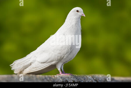 Weiße Taube. Seitenansicht eines Weißen inländischen Taube (Columba livia domestica) steht auf einem Felsvorsprung, in West Sussex, England, UK. Stockfoto