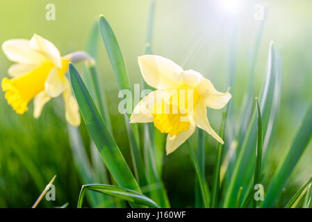 Leuchtend gelbe Narzissen an einem sonnigen Tag. Stockfoto