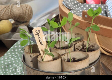 Zuckererbsen junger Lathyrus pencer' gesät in recycelten Toilettenpapier Sündern, an warmen Fensterbank in vintage Kuchenform Container bereit zum Auspflanzen gewachsen Stockfoto