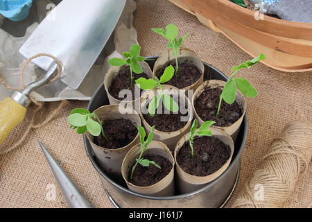 Zuckererbsen junger Lathyrus pencer' gesät in recycelten Toilettenpapier Sündern, an warmen Fensterbank in vintage Kuchenform Container bereit zum Auspflanzen gewachsen Stockfoto