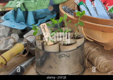 Zuckererbsen junger Lathyrus pencer' gesät in recycelten Toilettenpapier Sündern, an warmen Fensterbank in vintage Kuchenform Container bereit zum Auspflanzen gewachsen Stockfoto