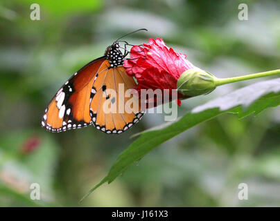 Plain Tiger oder afrikanische Monarch Schmetterling (Danaus Wachen), fand von Indien bis nach Südafrika. Stockfoto