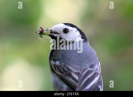 Männliche weiße Bachstelze (Motacilla Alba) posiert mit einem Sortiment von Larven und Insekten in seinem Schnabel Stockfoto