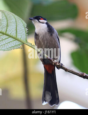 Männliche Southeast Asian rot-Schnurrbärtiger Bulbul (Pycnonotus Jocosus) Stockfoto