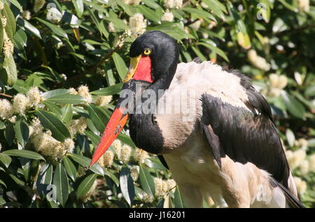 Weibliche westafrikanischen Sattel abgerechnet Storch (Nahrung Senegalensis) im Profil gesehen. Stockfoto