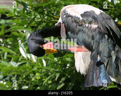 Weibliche westafrikanischen Sattel abgerechnet Storch (Nahrung Senegalensis) putzen ihr Gefieder Stockfoto