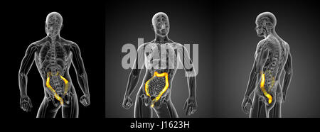 3D-Rendering Abbildung des Dickdarms Stockfoto