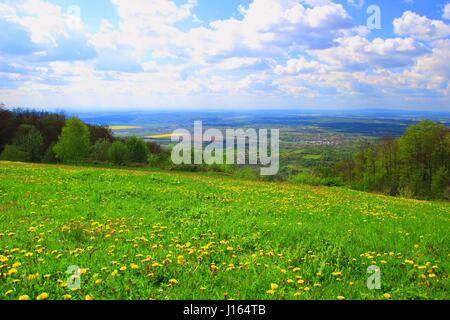 Grüne Wiese mit Blumen im Frühjahr Stockfoto