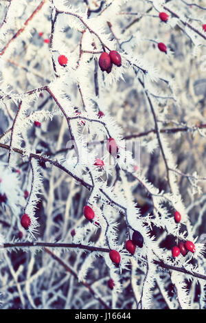 Rime Frost Kristalle auf Hagebutten. Vintage-Effekt. Stockfoto