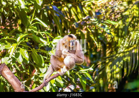 Weißen Wangen Gibbon sind vom Aussterben bedroht in der Wildnis also gefangenen Tiere kritisch für das Überleben der Spezies sind Stockfoto