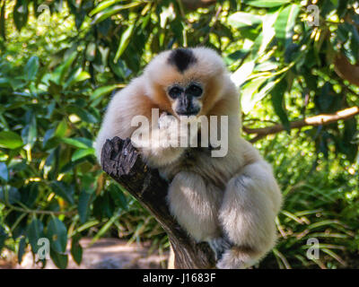 Weißen Wangen Gibbon sind vom Aussterben bedroht in der Wildnis also gefangenen Tiere kritisch für das Überleben der Spezies sind Stockfoto