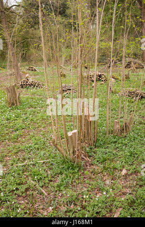 Rundschnitt Hasel Bäume in einem englischen Waldgebiet im Frühjahr. Oxfordshire, Vereinigtes Königreich Stockfoto