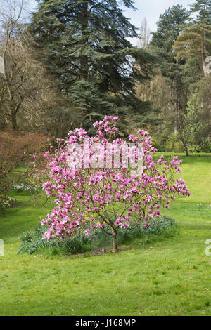 Magnolia 'Caerhays Überraschung"Bäume blühen im April in Moreton-in-Marsh, zündeten Arboretum, Cotswolds, Gloucestershire, UK Stockfoto