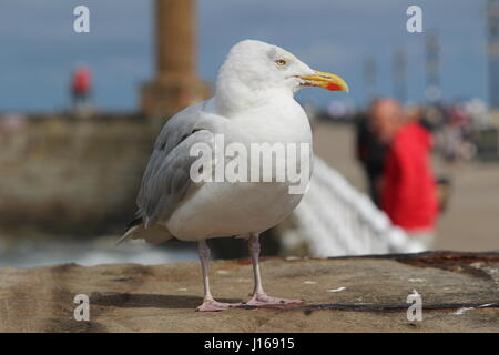 Möwe thront in Whitby Pier an der Wand Stockfoto