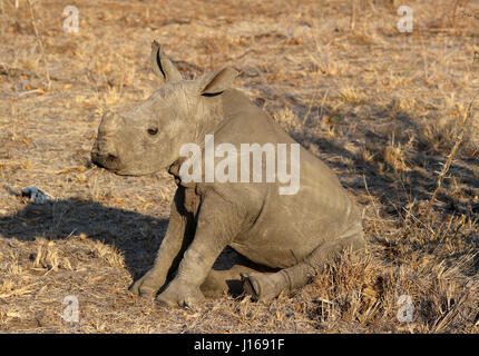 Nashorn-Kalb ruhen in der südafrikanischen Sonne Stockfoto