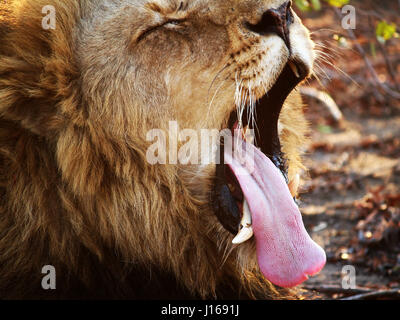 Löwen Gähnen mit Zunge heraus Stockfoto