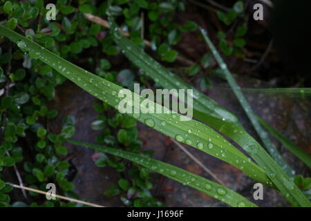 Regentropfen auf Frühlingsgarten Stockfoto